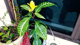 Houseplants Care 101 Ep 1 Zebra Plant [upl. by Azarcon296]