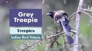 The Grey Treepie Dendrocitta formosae [upl. by Ahseenak]