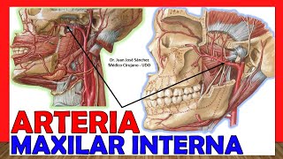 🥇 ARTERIA MAXILAR INTERNA Anatomía ¡Explicación Sencilla [upl. by Etnelav916]