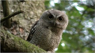 Eastern Screech Owl Calling Whinny [upl. by Hymie648]