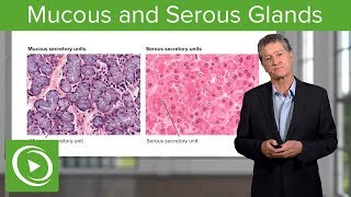 Mucous and Serous Glands – Histology  Lecturio [upl. by Eniamrehs896]