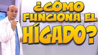 HÍGADO ¿cómo funciona  Cuerpo Humano 09 [upl. by Atiuqcaj]