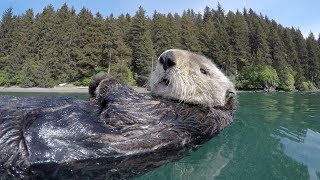 Cute overload  adorable otters [upl. by Katie]