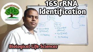 16S rRNA Identification [upl. by Enuahs705]