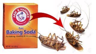 DIY Natural Cockroach Killer using Baking Soda [upl. by Latsryk]