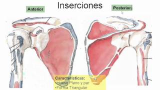 Anatomía Miembro Superior I [upl. by Birgitta]