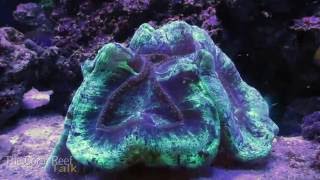 Brain Coral Time Lapse [upl. by Iveson74]