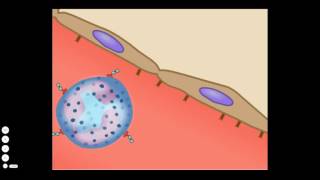 The Basic Inflammatory Response [upl. by Russo]