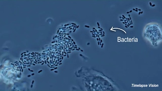 Immune Cells Eating Bacteria Phagocytosis [upl. by Ivanah]