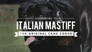 THE ORIGINAL CANE CORSO ITALIAN MASTIFF [upl. by Theodoric]