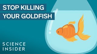 How To Keep Your Goldfish Alive For 15 Years [upl. by Aenel]