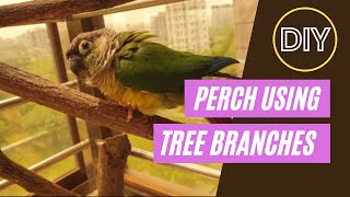 DIY perch setup using natural tree branches  BUILD [upl. by Winnifred]