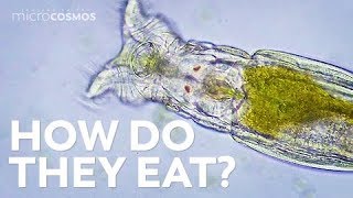 How Microscopic Hunters Get Their Lunch [upl. by Gannes]