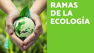 RAMAS de la ECOLOGÍA  ¿Qué ESTUDIA la ECOLOGÍA [upl. by Nylle]