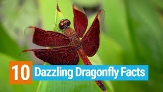 10 Dazzling Dragonfly Facts [upl. by Nad]