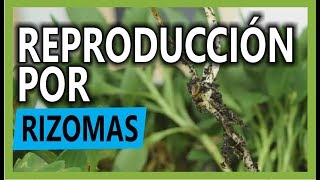 LAS DIFERENTES MANERAS DE REPRODUCIR PLANTAS rizomas [upl. by Minabe791]