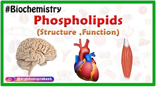 Phospholipids Structure Function  Types  Animation  Medical Biochemistry [upl. by Pillihpnhoj940]