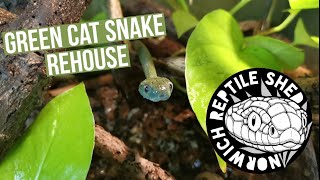 Rehousing a Green Cat Snake [upl. by Selby]