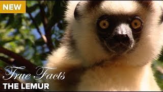 True Facts The Lemur [upl. by Brittne]