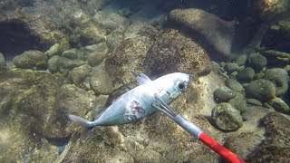 Spear n Cook Goatfish  Spearfishing Hawaii [upl. by Rosel17]