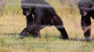 Chimps react to snakes [upl. by Cammy]