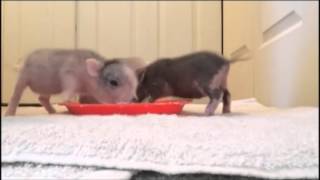 Orphaned Piglet Care How To Pan Feed [upl. by Atneuqal]