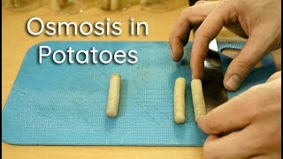 Osmosis in Potato Strips  Bio Lab [upl. by Revart]