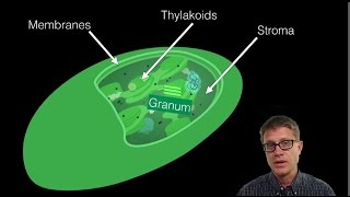 Plant Cell Organelles Explained [upl. by Aikan]