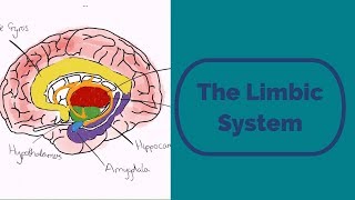 The Limbic System [upl. by Steven]