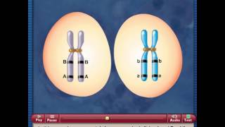 Meiosis and Crossing Over [upl. by Foster]