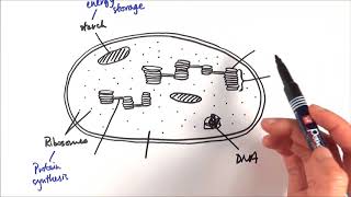 A2 Biology  Chloroplast structure OCR A Chapter 173 [upl. by Aihsiym281]