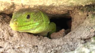 Lagarto Ocelado  Ocellated Lizard  Lezard Ocelle [upl. by Brendin259]