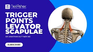 Trigger Point Therapy  Treating Levator Scapulae [upl. by Eki]