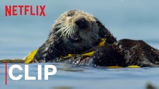 Our Planet  Otters  Clip  Netflix [upl. by Lorrac]