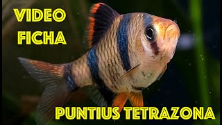 Puntius tetrazona 🐯 Barbo Tigre 🎥 Video ficha [upl. by Tezil]