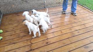 11 week old English Setter puppies on point [upl. by Gnohc]