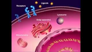 Introduction to Cancer Biology Part 1 Abnormal Signal Transduction [upl. by Whitver901]