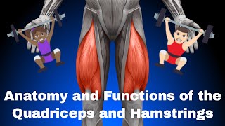 Anatomy and Functions of the Quadriceps Femorii and Hamstrings [upl. by Eclud]