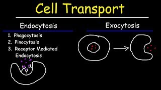 Cell Transport  Endocytosis Exocytosis Phagocytosis and Pinocytosis [upl. by Namharludba523]