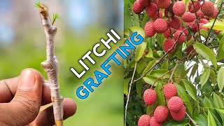 Litchi plant grafting  litchi grafting easy [upl. by Jemma755]