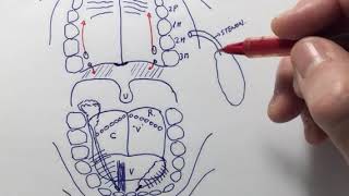 Anatomía de la cavidad oral [upl. by Tterrab]