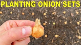 Planting Onion Bulbs A Complete Guide From Start To Finish [upl. by Alegnasor]