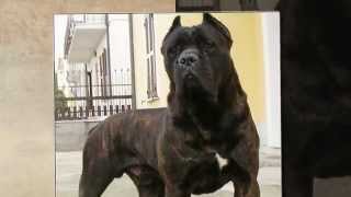 CANE CORSO GUARDIAN [upl. by Wilburn]