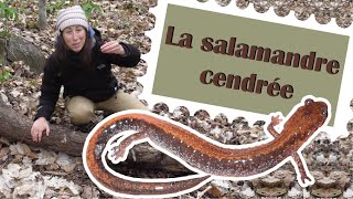 La salamandre cendrée [upl. by Aleacim]