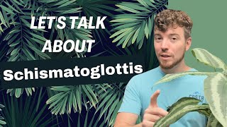 Lets Talk about Schismatoglottis [upl. by Eudosia]