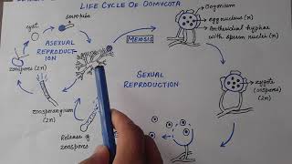 Oomycota  Life Cycle Of Phytophthora Infestans [upl. by Ociredef987]