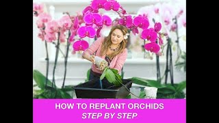 ORCHID CARE 🍃REPOTTING ORCHIDS REPLANTING ORCHIDS 🌿 Shirley Bovshow [upl. by Stoeber]