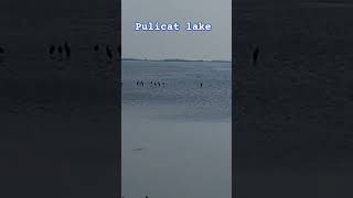 Pulicat lake [upl. by Lenno]