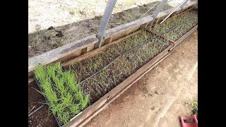 TRANSPLANTING BUNCHING ONIONS INTO RAISED BEDS [upl. by Drazze]