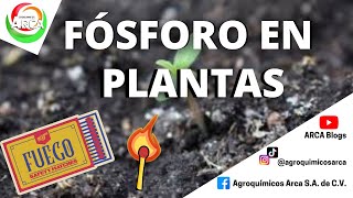 LA IMPORTANCIA DEL FÓSFORO EN LAS PLANTAS [upl. by Eimmak]